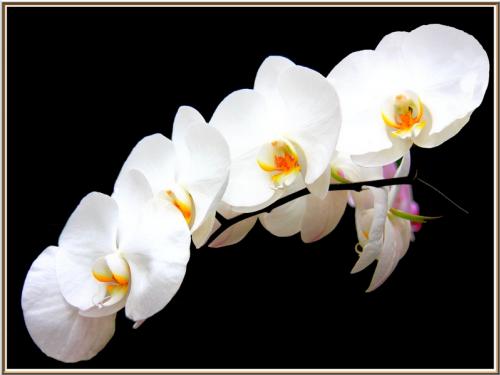 Yufei WANG - 王 雨 霏